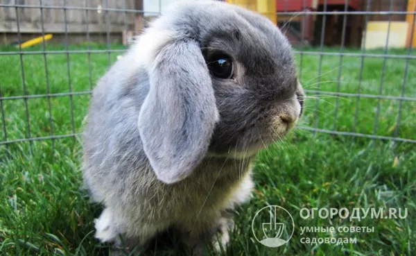 вислоухий голландский кролик – это милое и симпатичное существо, которое никого не оставит равнодушным