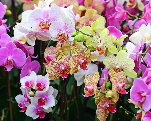 мультифлора орхидея: что это такое, особенности. орхидея мультифлора что это. 3