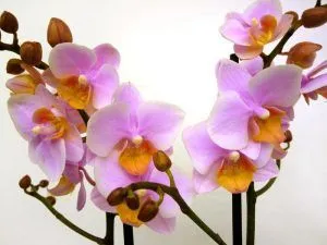 мультифлора орхидея: что это такое, особенности. орхидея мультифлора что это. 2