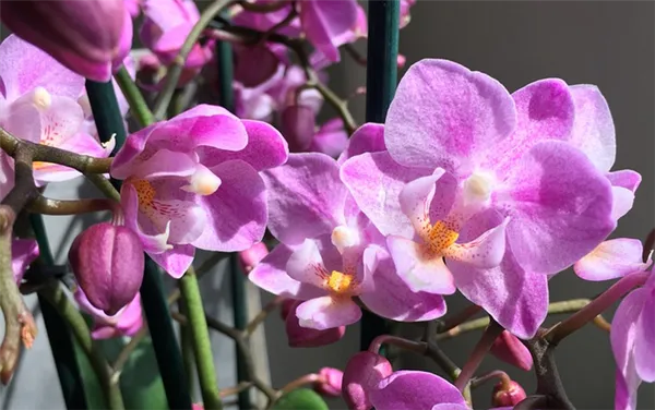 мультифлора орхидея: что это такое, особенности. орхидея мультифлора что это. 7