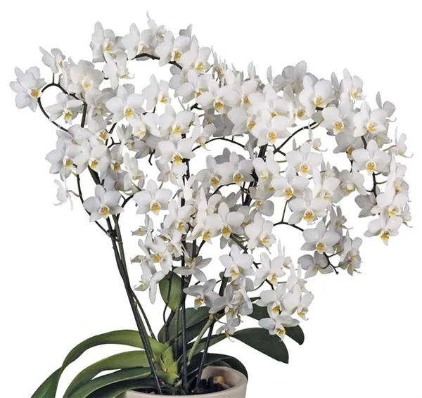 мультифлора орхидея: что это такое, особенности. орхидея мультифлора что это. 6