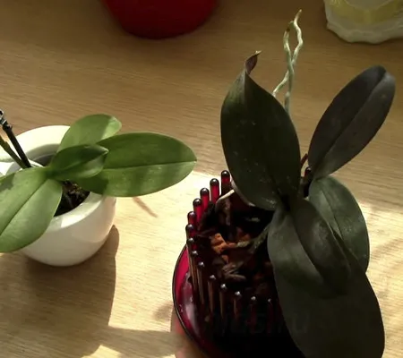 стандартные орхидеи