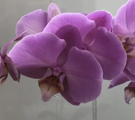 орхидея грандифлора