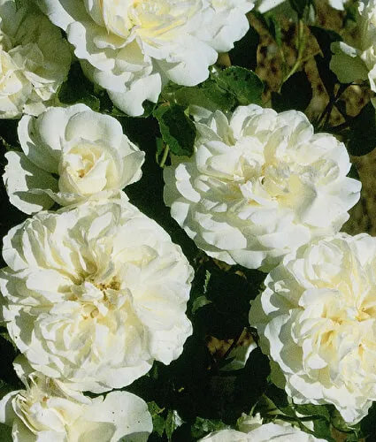 роза почвопокровная бланк мейяндекор (blanc meillandecor): описание, фото, отзывы. роза бланк мейяндекор энциклопедия роз. 30