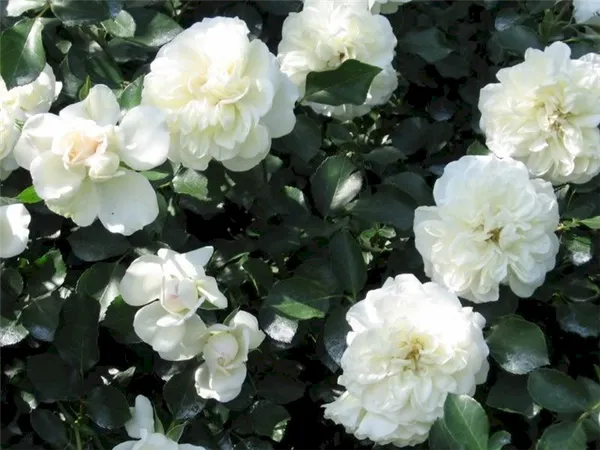роза blanc meillandecor