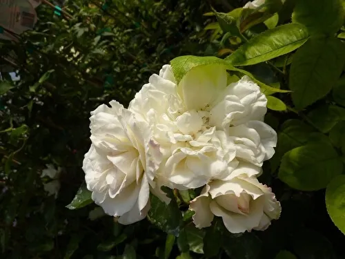 роза почвопокровная бланк мейяндекор (blanc meillandecor): описание, фото, отзывы. роза бланк мейяндекор энциклопедия роз. 27