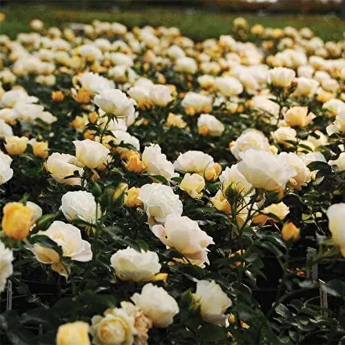 роза почвопокровная бланк мейяндекор (blanc meillandecor): описание, фото, отзывы. роза бланк мейяндекор энциклопедия роз. 36