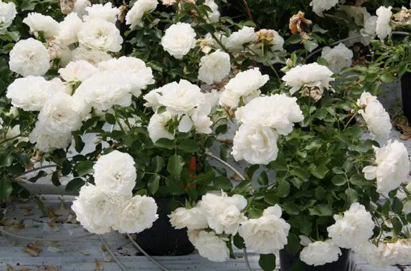 роза почвопокровная бланк мейяндекор (blanc meillandecor): описание, фото, отзывы. роза бланк мейяндекор энциклопедия роз. 6