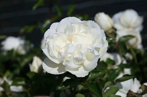 роза почвопокровная бланк мейяндекор (blanc meillandecor): описание, фото, отзывы. роза бланк мейяндекор энциклопедия роз. 18