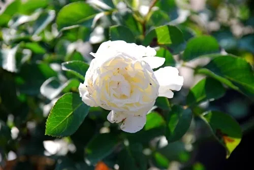 роза почвопокровная бланк мейяндекор (blanc meillandecor): описание, фото, отзывы. роза бланк мейяндекор энциклопедия роз. 16