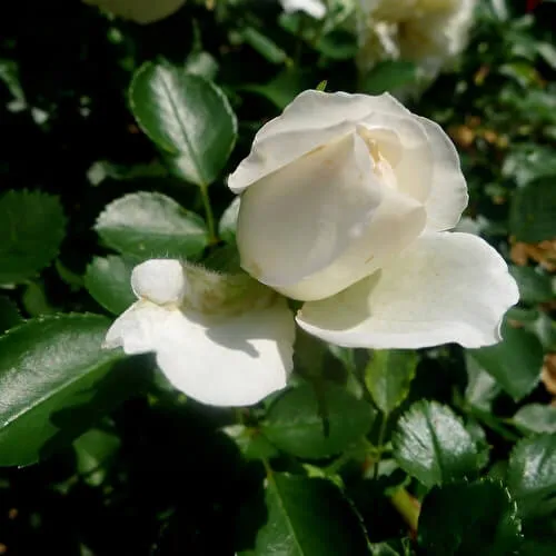 роза почвопокровная бланк мейяндекор (blanc meillandecor): описание, фото, отзывы. роза бланк мейяндекор энциклопедия роз. 31