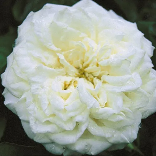 роза почвопокровная бланк мейяндекор (blanc meillandecor): описание, фото, отзывы. роза бланк мейяндекор энциклопедия роз. 28