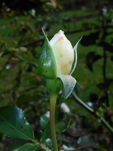 роза почвопокровная бланк мейяндекор (blanc meillandecor): описание, фото, отзывы. роза бланк мейяндекор энциклопедия роз. 20