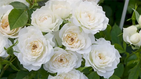 цветение роз blanc meillandecor