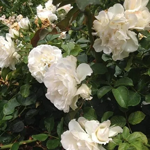 роза почвопокровная бланк мейяндекор (blanc meillandecor): описание, фото, отзывы. роза бланк мейяндекор энциклопедия роз. 34