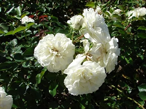роза почвопокровная бланк мейяндекор (blanc meillandecor): описание, фото, отзывы. роза бланк мейяндекор энциклопедия роз. 10
