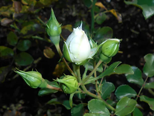 роза почвопокровная бланк мейяндекор (blanc meillandecor): описание, фото, отзывы. роза бланк мейяндекор энциклопедия роз. 12