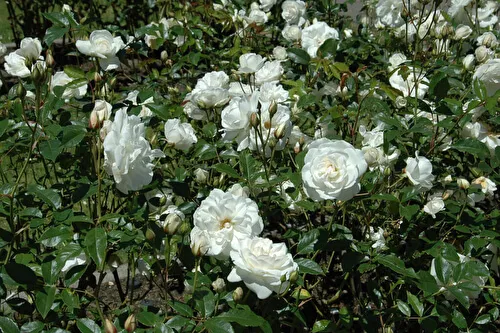 роза почвопокровная бланк мейяндекор (blanc meillandecor): описание, фото, отзывы. роза бланк мейяндекор энциклопедия роз. 26