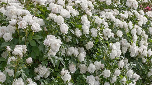 роза почвопокровная бланк мейяндекор (blanc meillandecor): описание, фото, отзывы. роза бланк мейяндекор энциклопедия роз. 32