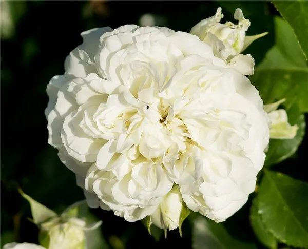 роза почвопокровная бланк мейяндекор (blanc meillandecor): описание, фото, отзывы. роза бланк мейяндекор энциклопедия роз. 2