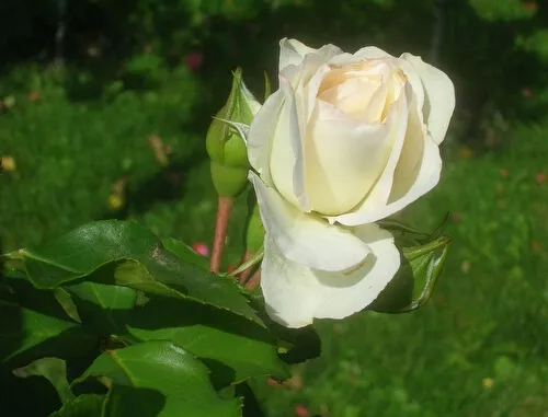 роза почвопокровная бланк мейяндекор (blanc meillandecor): описание, фото, отзывы. роза бланк мейяндекор энциклопедия роз. 23