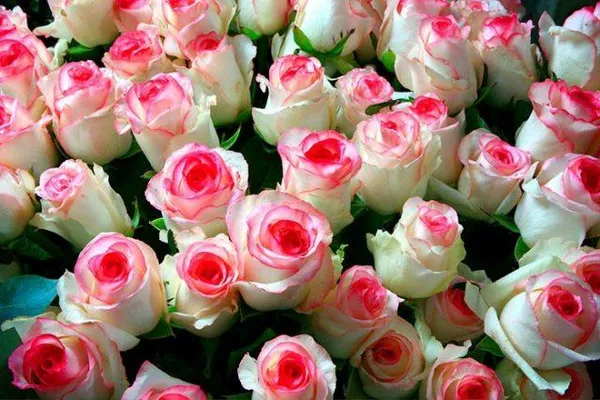 роза чайно-гибридная дольче вита (dolce vita): фото и описание, отзывы. роза дольчетто энциклопедия роз. 6