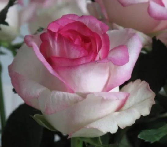 роза чайно-гибридная дольче вита (dolce vita): фото и описание, отзывы. роза дольчетто энциклопедия роз. 10