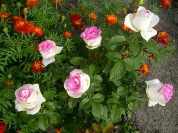роза чайно-гибридная дольче вита (dolce vita): фото и описание, отзывы. роза дольчетто энциклопедия роз. 3