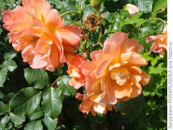 у шраба westerland цветки необыкновенной красоты. фото автора
