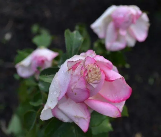 роза чайно-гибридная дольче вита (dolce vita): фото и описание, отзывы. роза дольчетто энциклопедия роз. 5