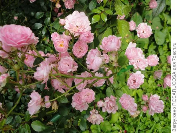 the fairy считается самой знаменитой розой в мире. фото автора