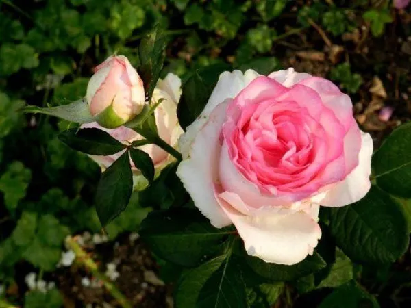 роза чайно-гибридная дольче вита (dolce vita): фото и описание, отзывы. роза дольчетто энциклопедия роз. 4