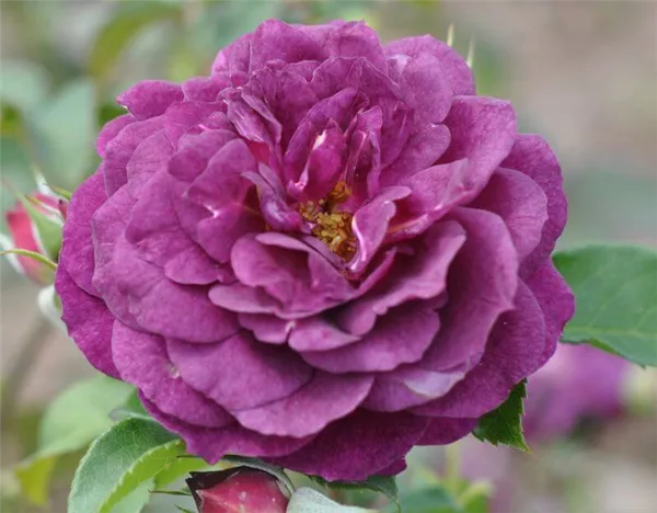 отзыв: роза сорта «ebb tide» — одна из самых «синих» роз. роза эбб тайд фото и описание отзывы. 3
