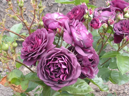 отзыв: роза сорта «ebb tide» — одна из самых «синих» роз. роза эбб тайд фото и описание отзывы. 6