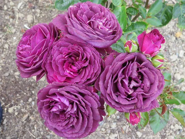 отзыв: роза сорта «ebb tide» — одна из самых «синих» роз. роза эбб тайд фото и описание отзывы. 5