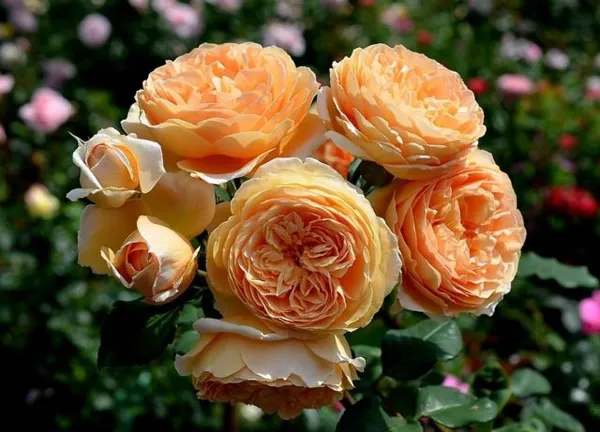 английская роза crown princess margareta (краун принцесс маргарет)