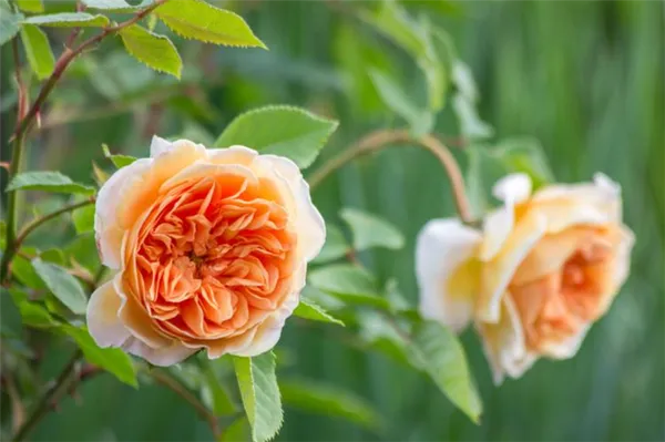 необычный окрас, неприхотливость в уходе, хорошая зимостойкость — роза принцесса маргарет. роза краун принцесс маргарет. 4