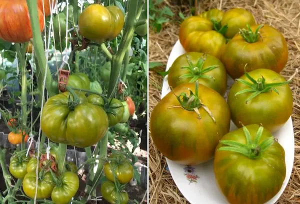 выращивание помидоров ирландский ликёр