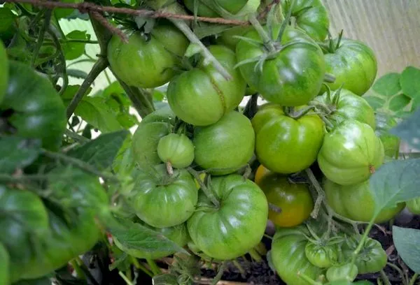 советы по выращиванию сорта томата ирландский ликер