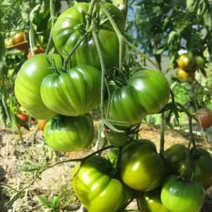 сорт с экзотическим вкусом и удивительным внешним видом - томат 