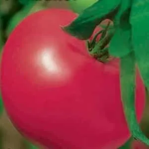 среднеспелый сорт с плодами, как с картинки - томат 