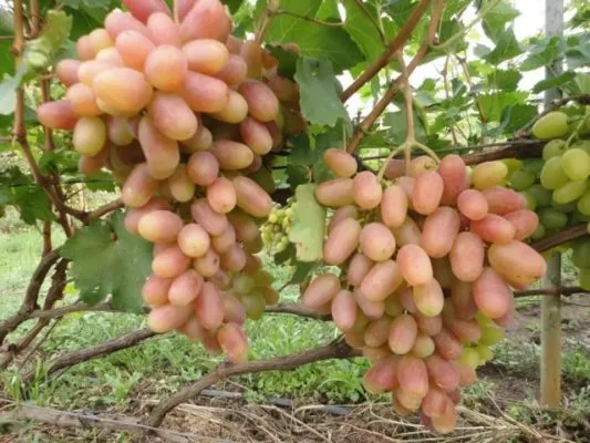 грозди винограда преображение