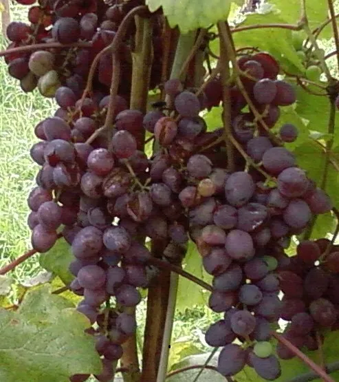 грозди винограда с потрескавшимися ягодами после затяжных ливней