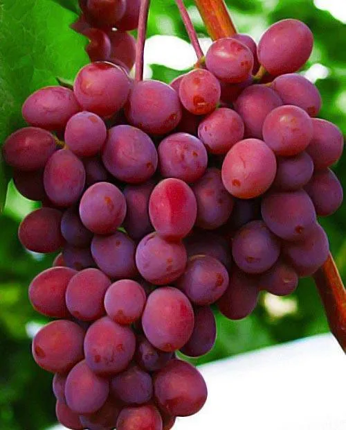 виноград фиолетовый бессемянный 