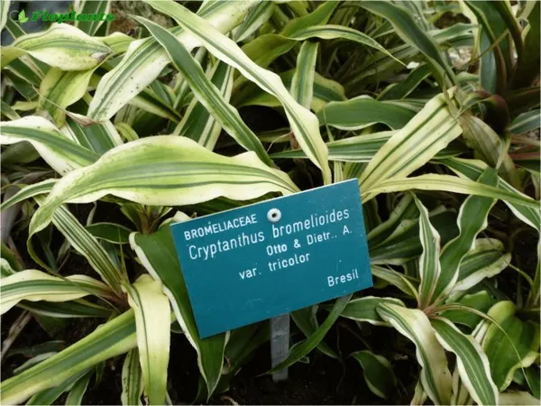 криптантус (cryptanthus). уход, пересадка, размножение. криптантус уход в домашних условиях. 2