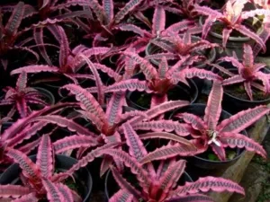 земляные звезды растений рода криптантус: характеристика, уход в домашних условиях, виды