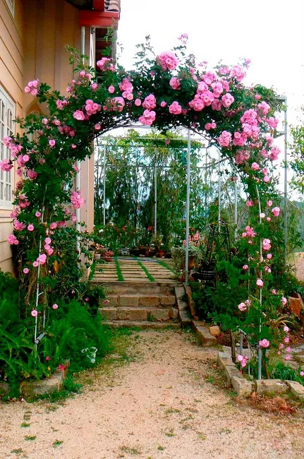 плетистая роза на арке на даче