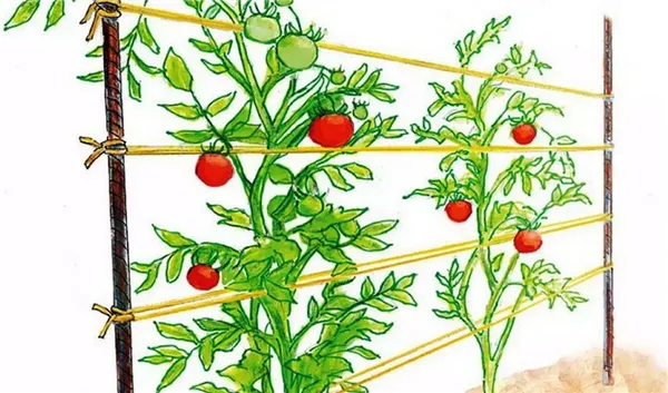 линейная фиксация томатов
