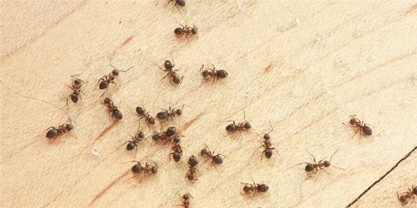 уничтожение муравьев, чесоточных клещей, блох, клопов