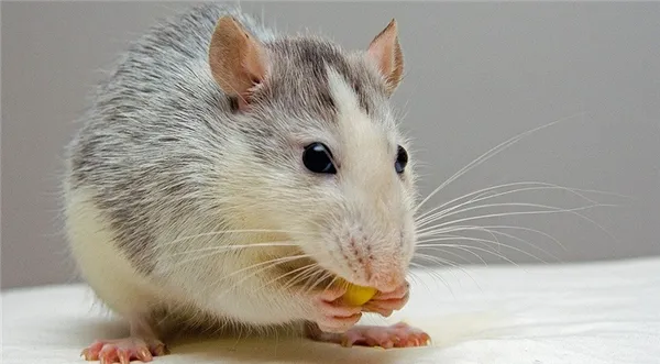 самые гуманные способы избавления от мышей и крыс. как избавиться от крыс. 5